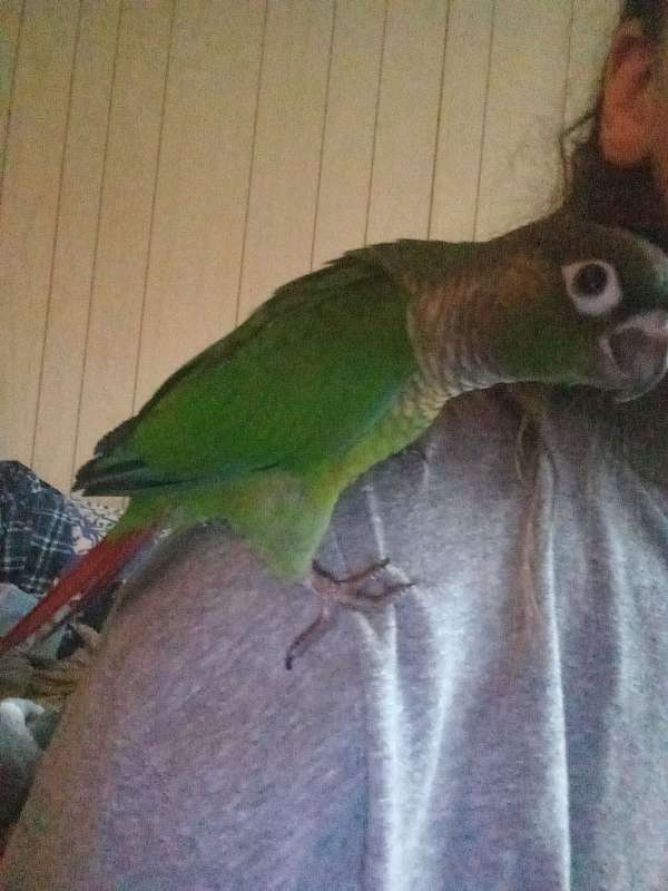 conure-for-sale