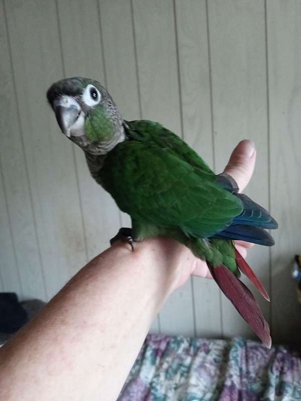 conure-for-sale