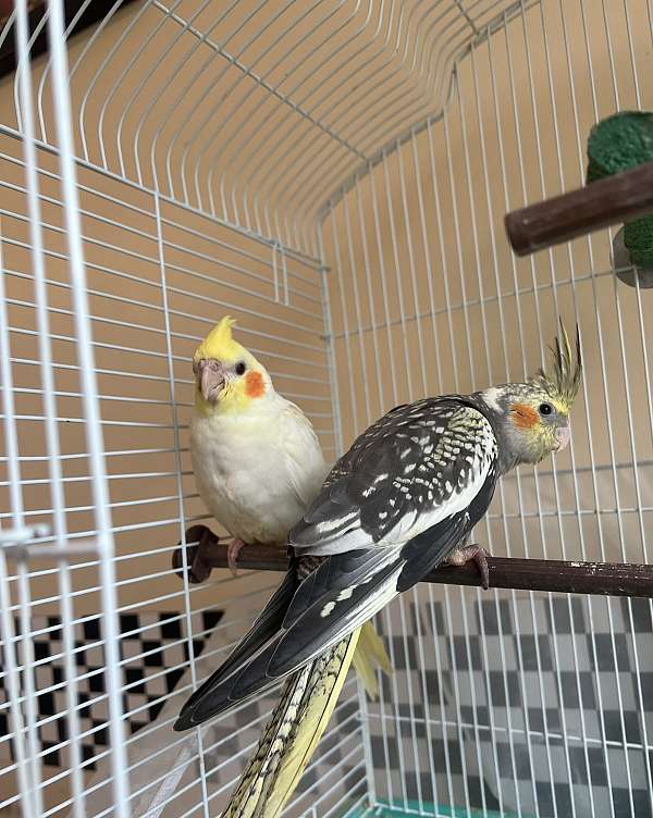 cockatiel-for-sale