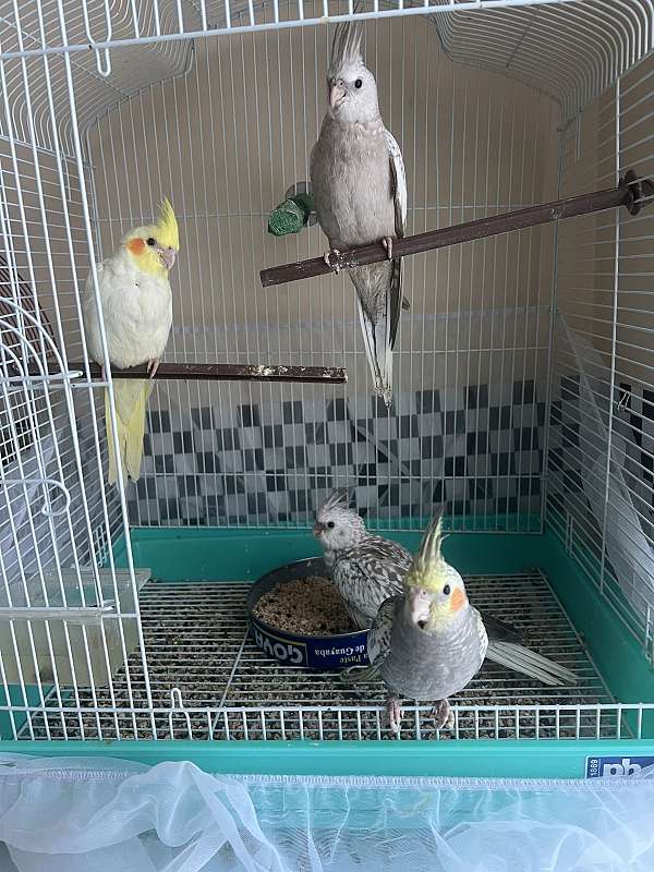 cockatiel-for-sale