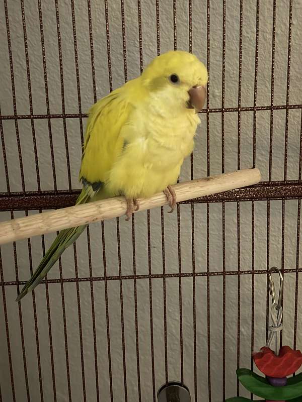 quaker-parrots-for-sale