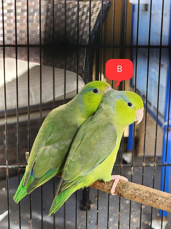 parrotlet-for-sale-in-weston-fl