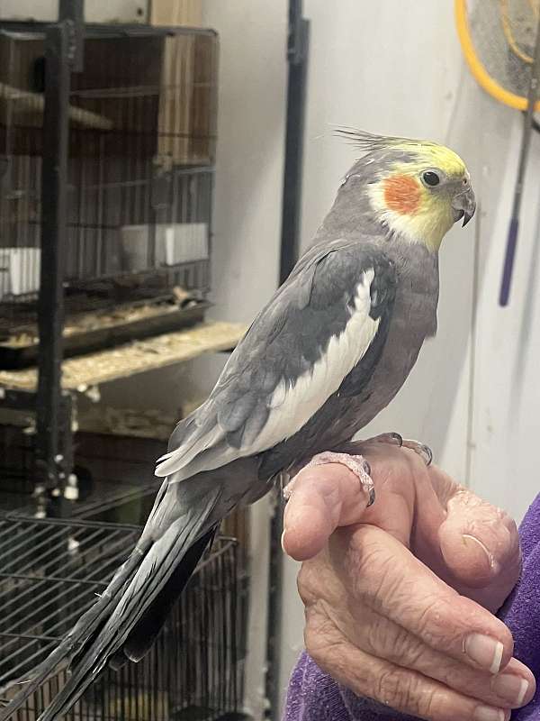 adult-bird-for-sale-in-toney-al