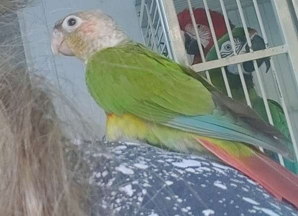 green-cheek-conure-for-sale