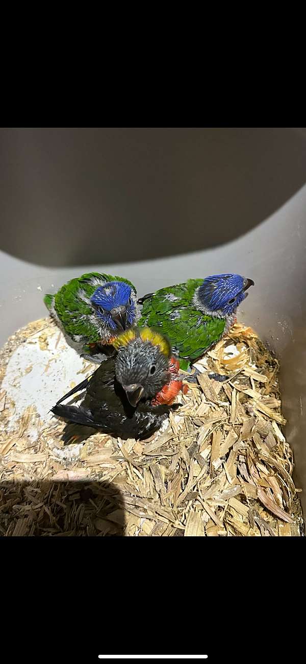 handfed-lory-rainbow-lory-for-sale