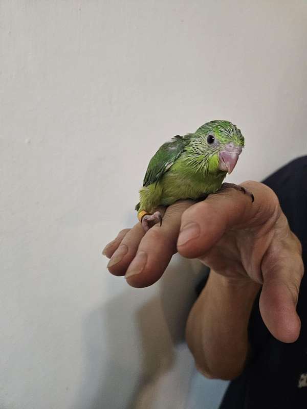 pacific-parrotlet-for-sale