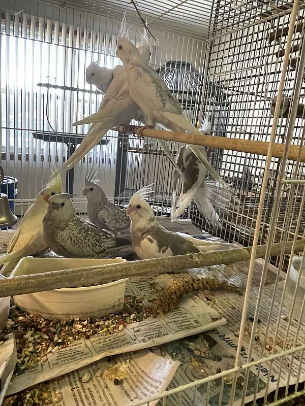 cockatiel-for-sale