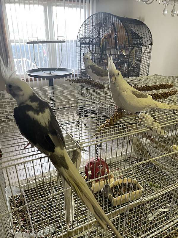 cockatiel-for-sale