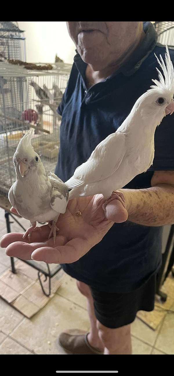 cockatiel-for-sale