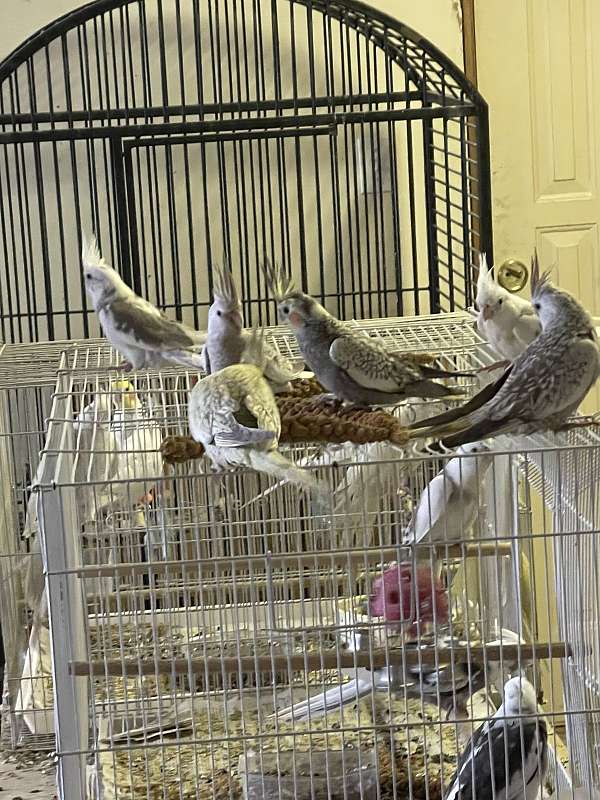 cockatiel-for-sale