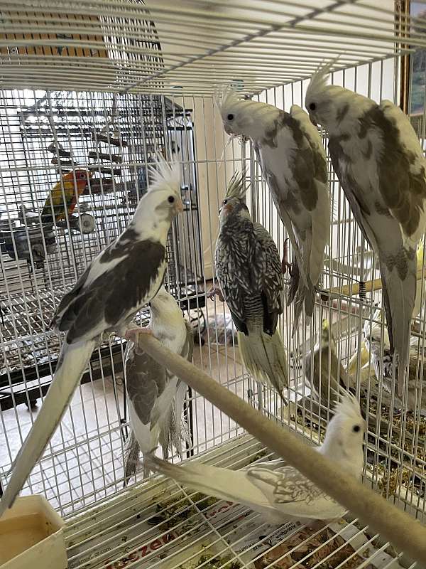 cockatiel-for-sale