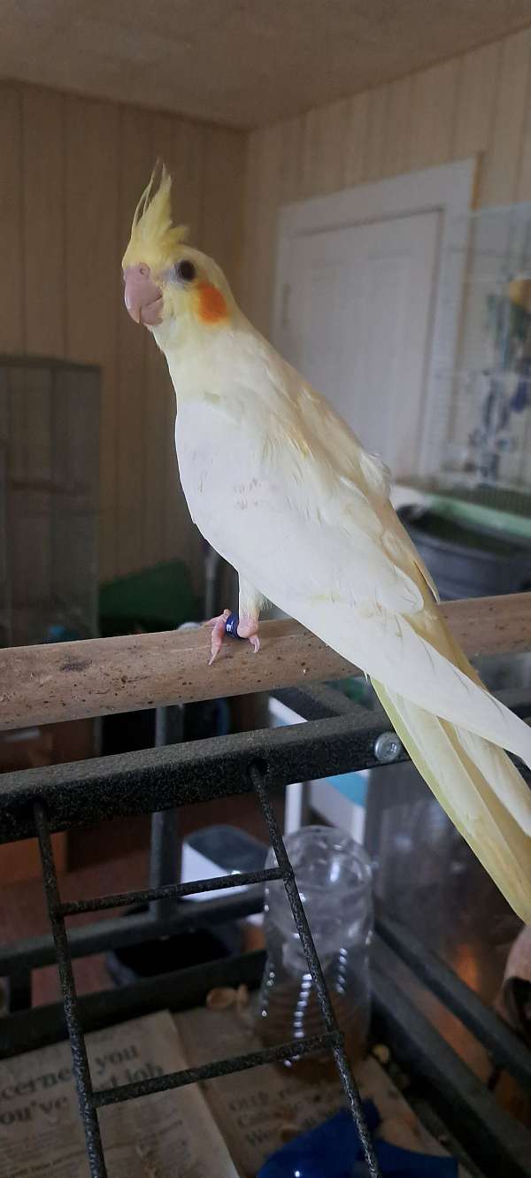 pearl-bird-for-sale-in-danville-pa