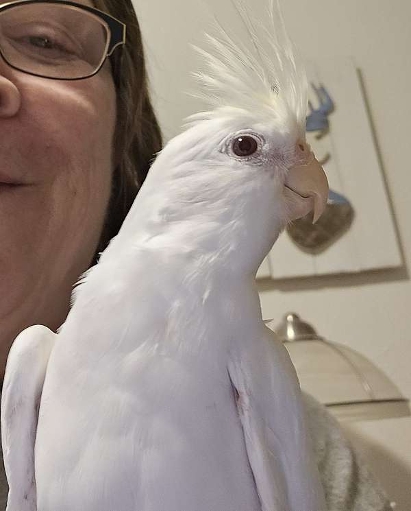 cockatiel-for-sale-in-kittitas-wa