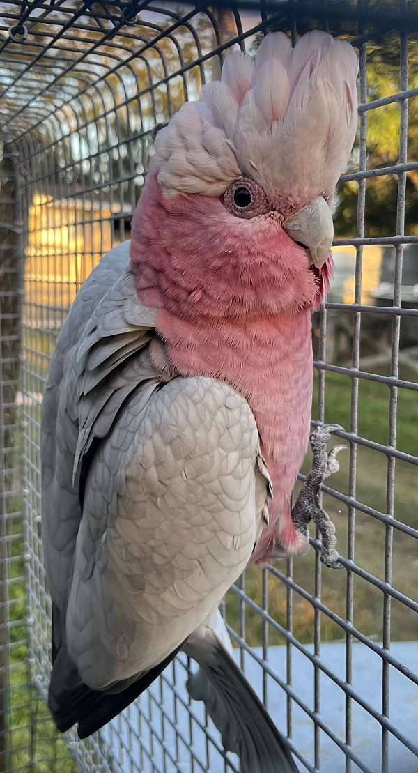 rose-breasted-cockatoo-for-sale-in-dundee-fl