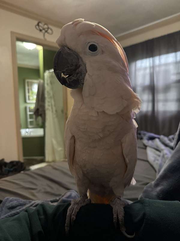 moluccan-cockatoo-for-sale-in-mansfield-pa