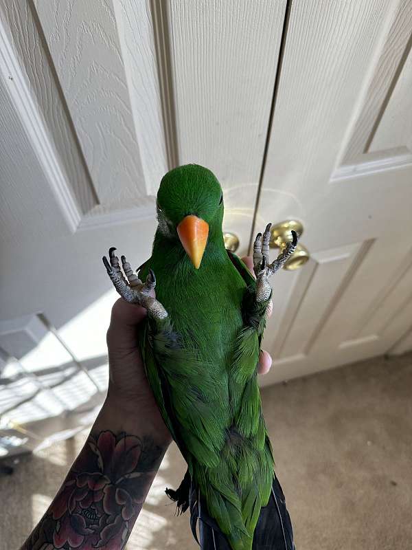 solomon-island-eclectus-parrots-for-sale-in-mansfield-pa