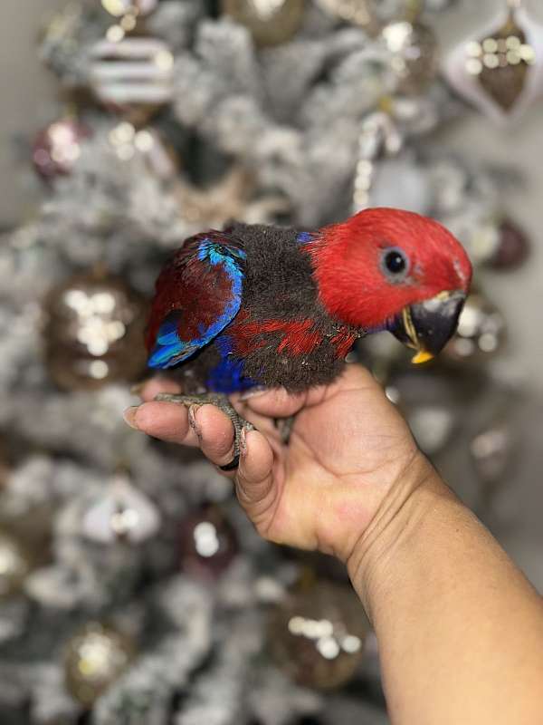 solomon-island-eclectus-parrots-for-sale-in-naples-fl