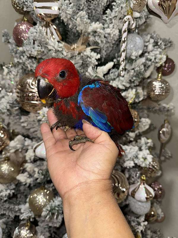 eclectus-parrots-for-sale-in-naples-fl