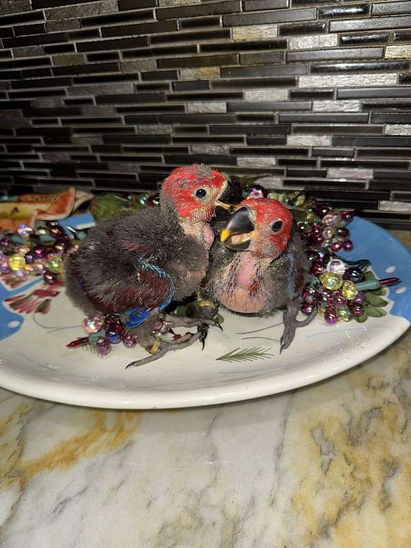 green-red-solomon-island-eclectus-parrots-for-sale