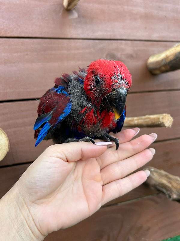 solomon-island-eclectus-parrots-for-sale-in-naples-fl