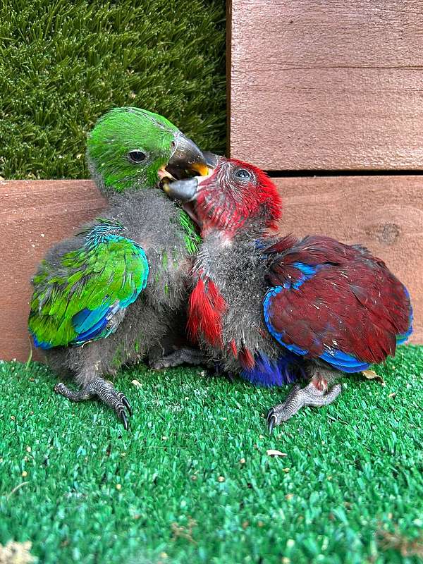 eclectus-parrots-for-sale-in-naples-fl