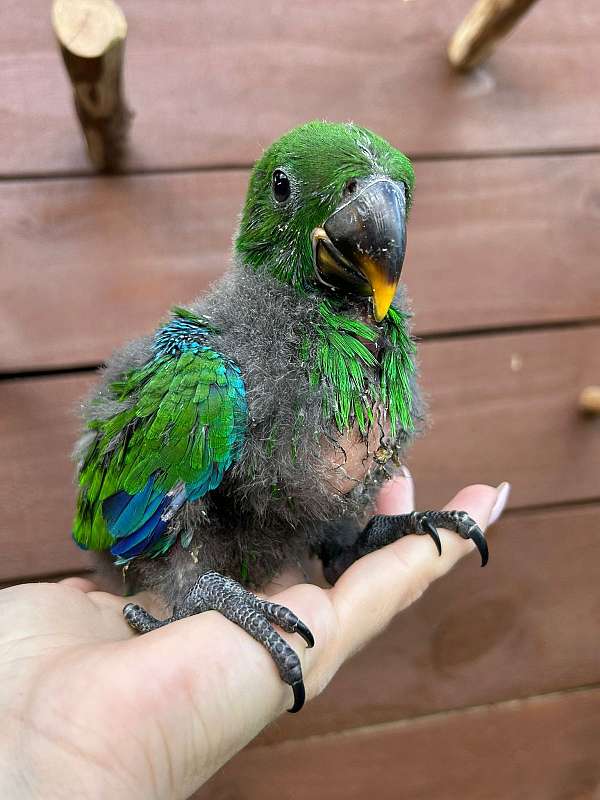 solomon-island-eclectus-parrots-for-sale