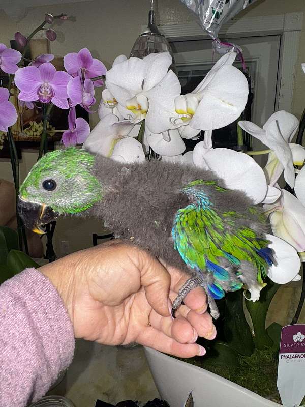 eclectus-parrots-for-sale-in-naples-fl