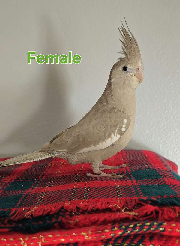 female-bird-for-sale-in-lake-city-fl