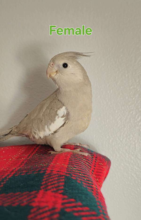 cockatiel-for-sale