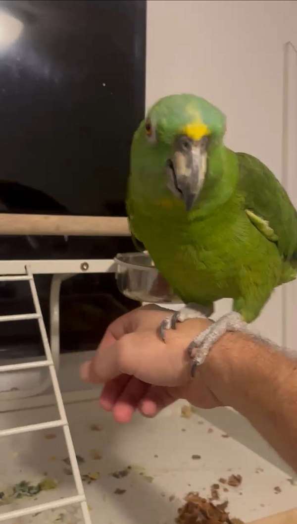 amazon-parrot-for-sale