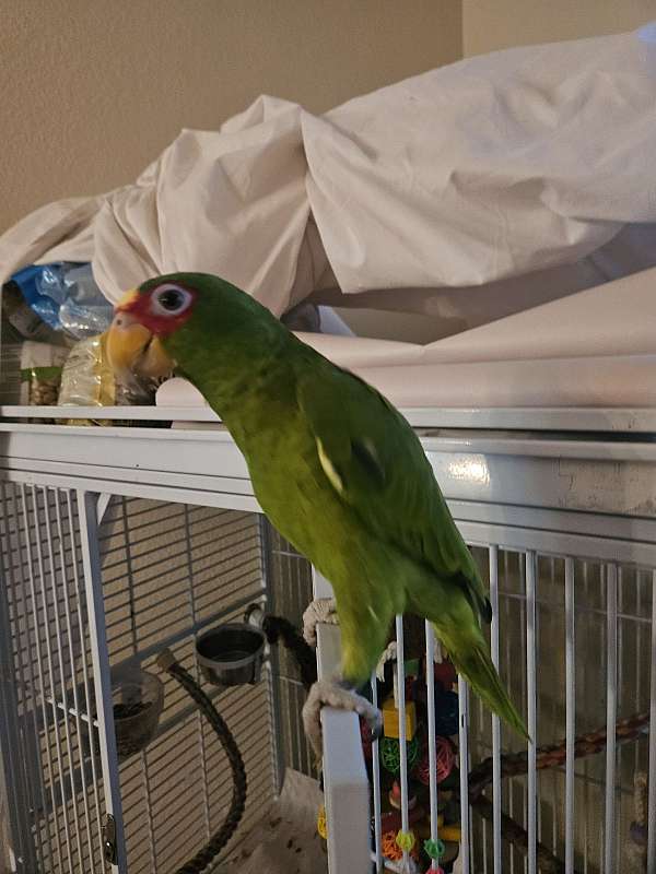 green-bird-for-sale-in-stockton-ca