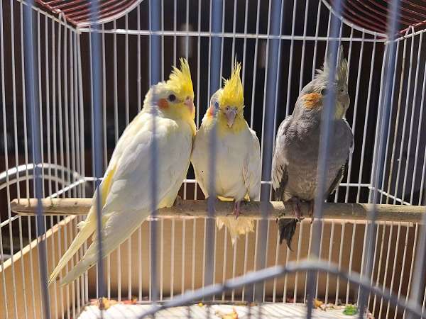 lutino-bird-for-sale-in-plainfield-il