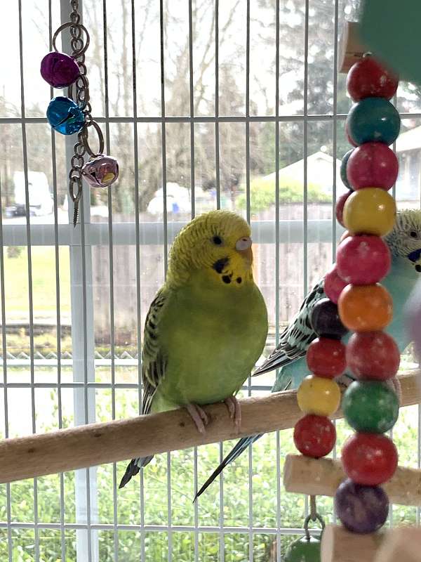 parakeet-for-sale