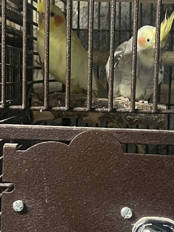 cockatiel-for-sale