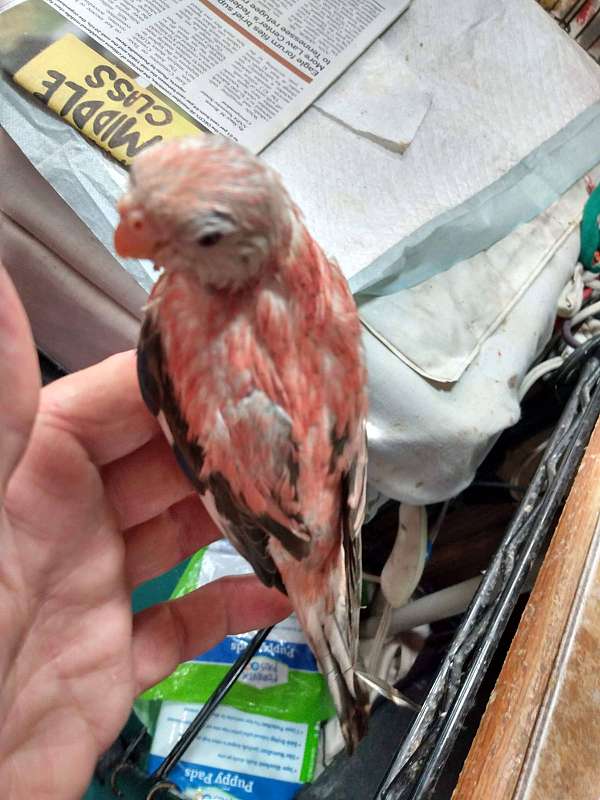 opaline-rose-bourke-parakeet-for-sale