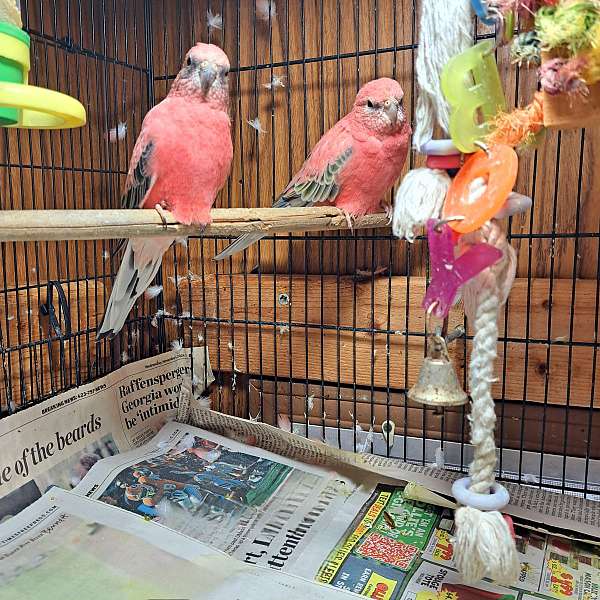 opaline-rose-bourke-parakeet-for-sale