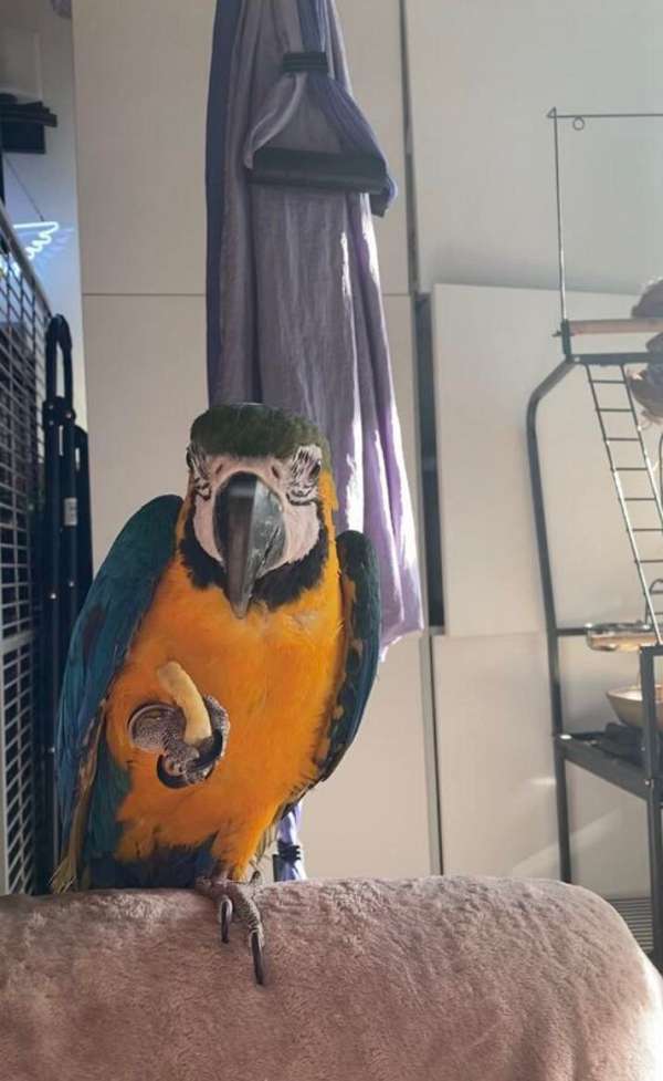 conure-for-sale