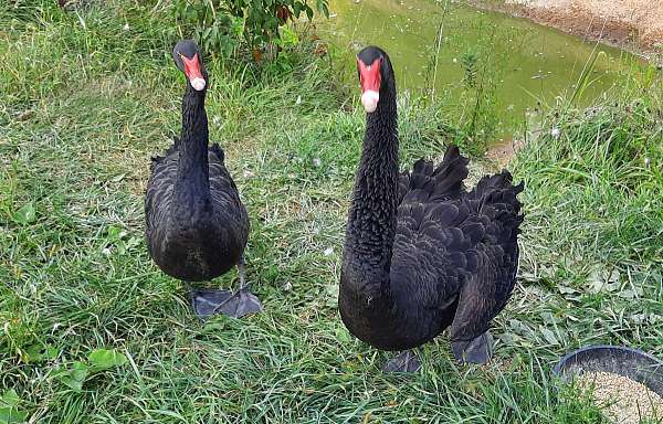 australian-black-swan-for-sale-in-bucyrus-oh