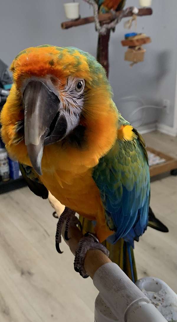 macaw-for-sale