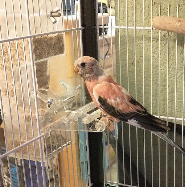 parakeet-for-sale