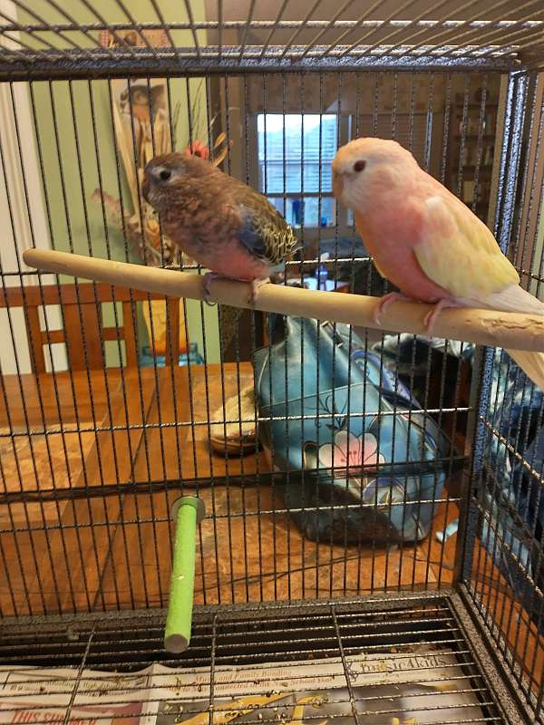 green-lutino-bourke-parakeet-for-sale