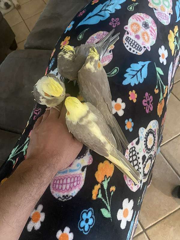 cockatiel-for-sale