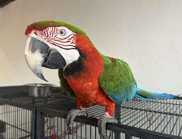 talking-tame-macaw-parrot-for-sale