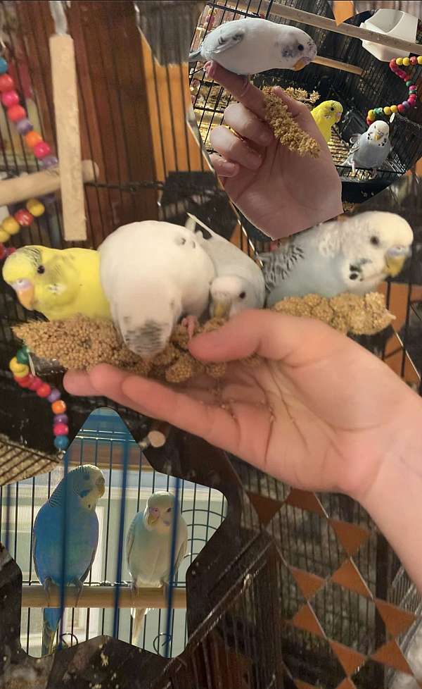 parakeet-for-sale-in-elizabeth-nj