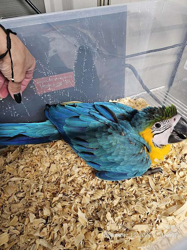 blue-gold-macaw-for-sale-in-homestead-fl