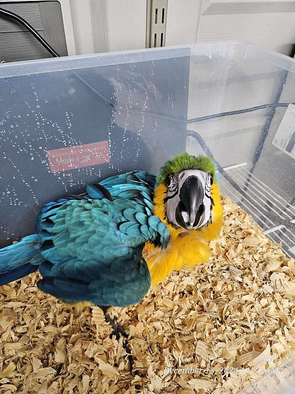 blue-gold-bird-for-sale-in-homestead-fl