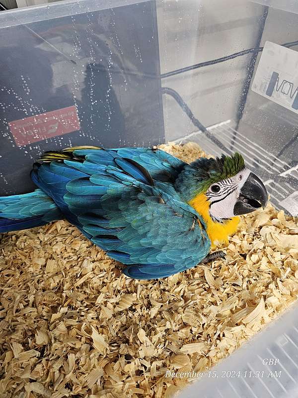 female-bird-for-sale-in-homestead-fl