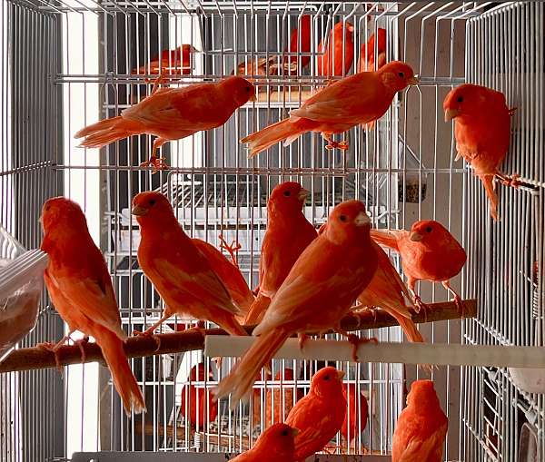 red-factor-canary-for-sale