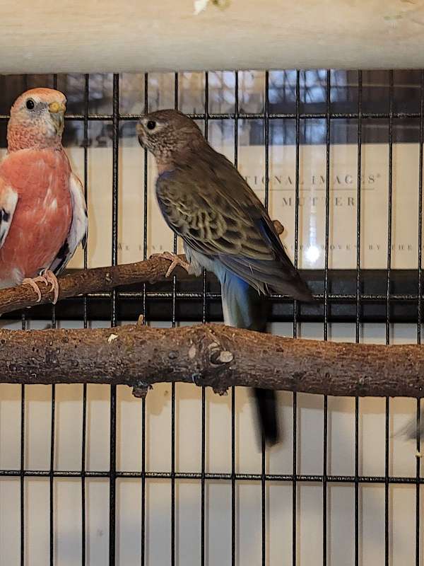 bourke-parakeet-for-sale-in-taylor-mi