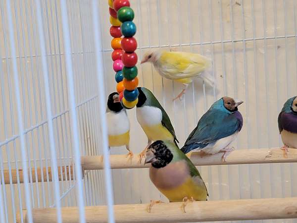 lady-gouldian-finch-for-sale-in-taylor-mi